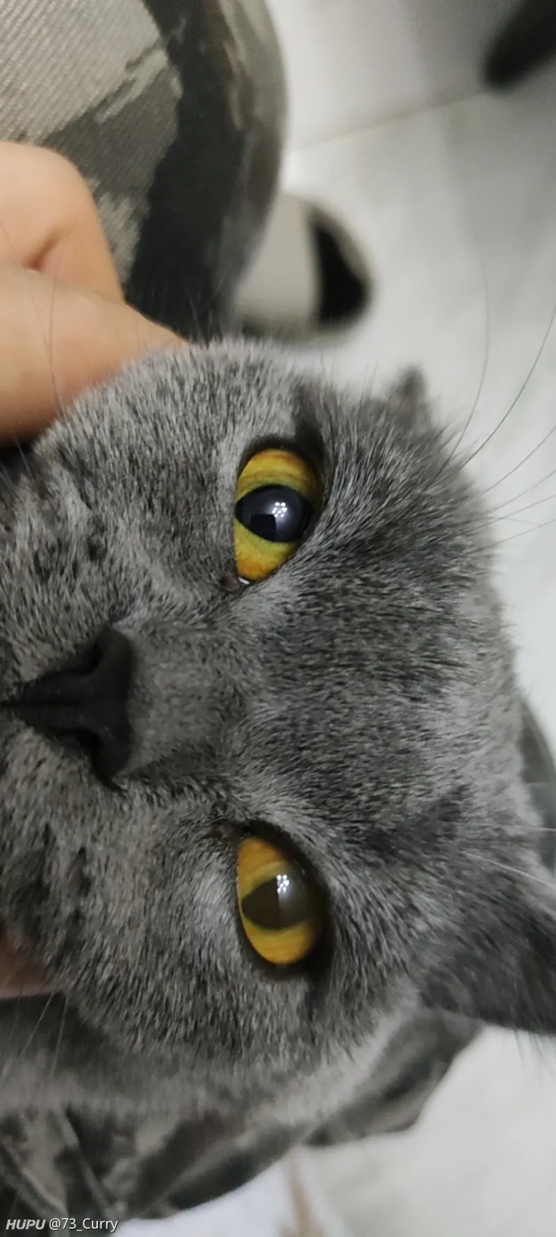 猫眼睛有一只瞳孔颜色变透明黄色 步行街主干道 虎扑社区