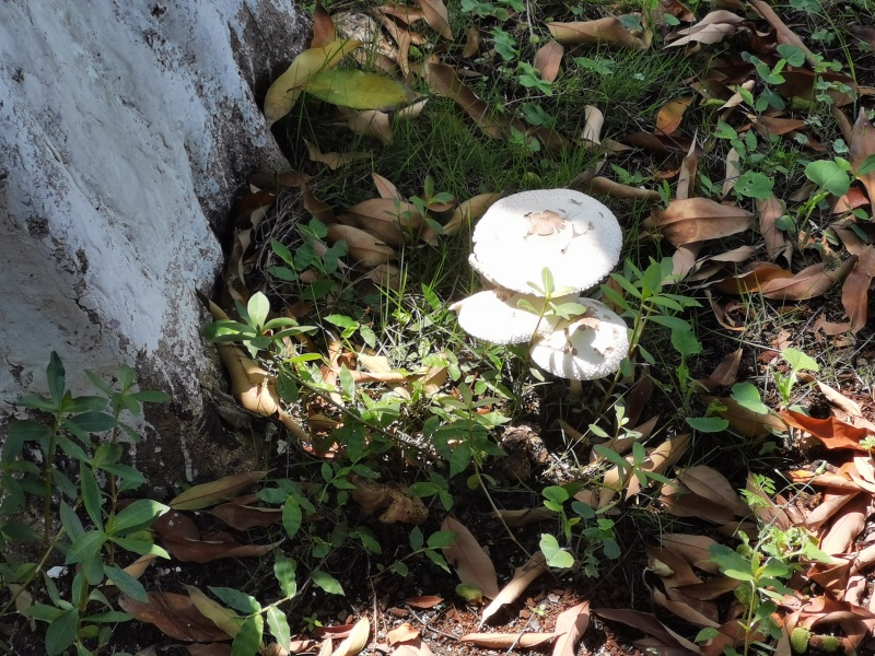 学校的大树下出现蘑菇啦 虎扑