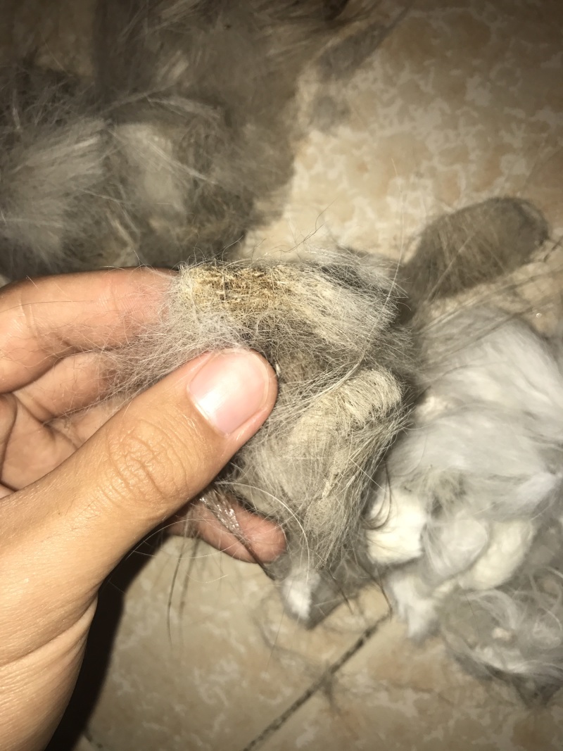 终于轮到我了,捡了只布偶猫什么水平?