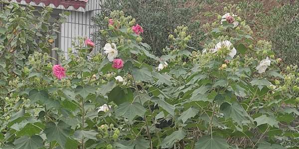 美丽多变的妖精花 步行街主干道 虎扑社区