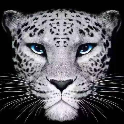 discusser-avatar
