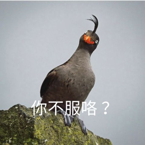 discusser-avatar