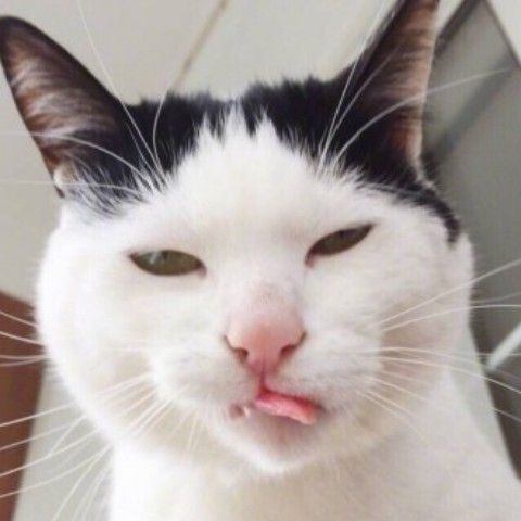 discusser-avatar