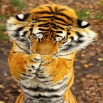 discusser-avatar