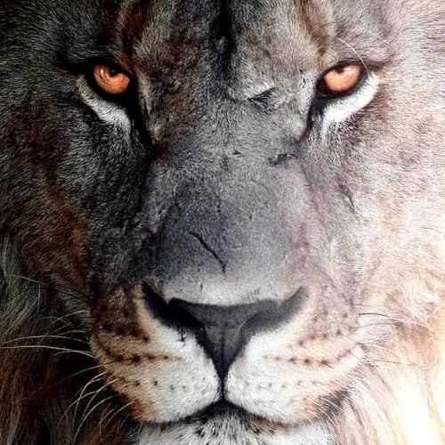 discusser-avatar