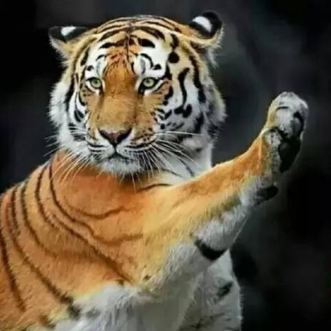 discusser-avatar