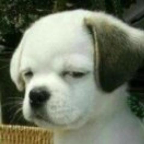 discusser-avatar