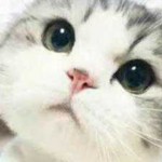无畏契约在国外这么火?次级联赛居然有 18 万观众!(图1) 木鱼223